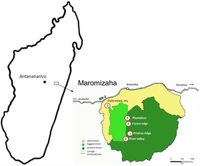 Trait based niche differentiation in tetrakas (Bernieridae) endemic to Madagascar: A multi-isotope approach